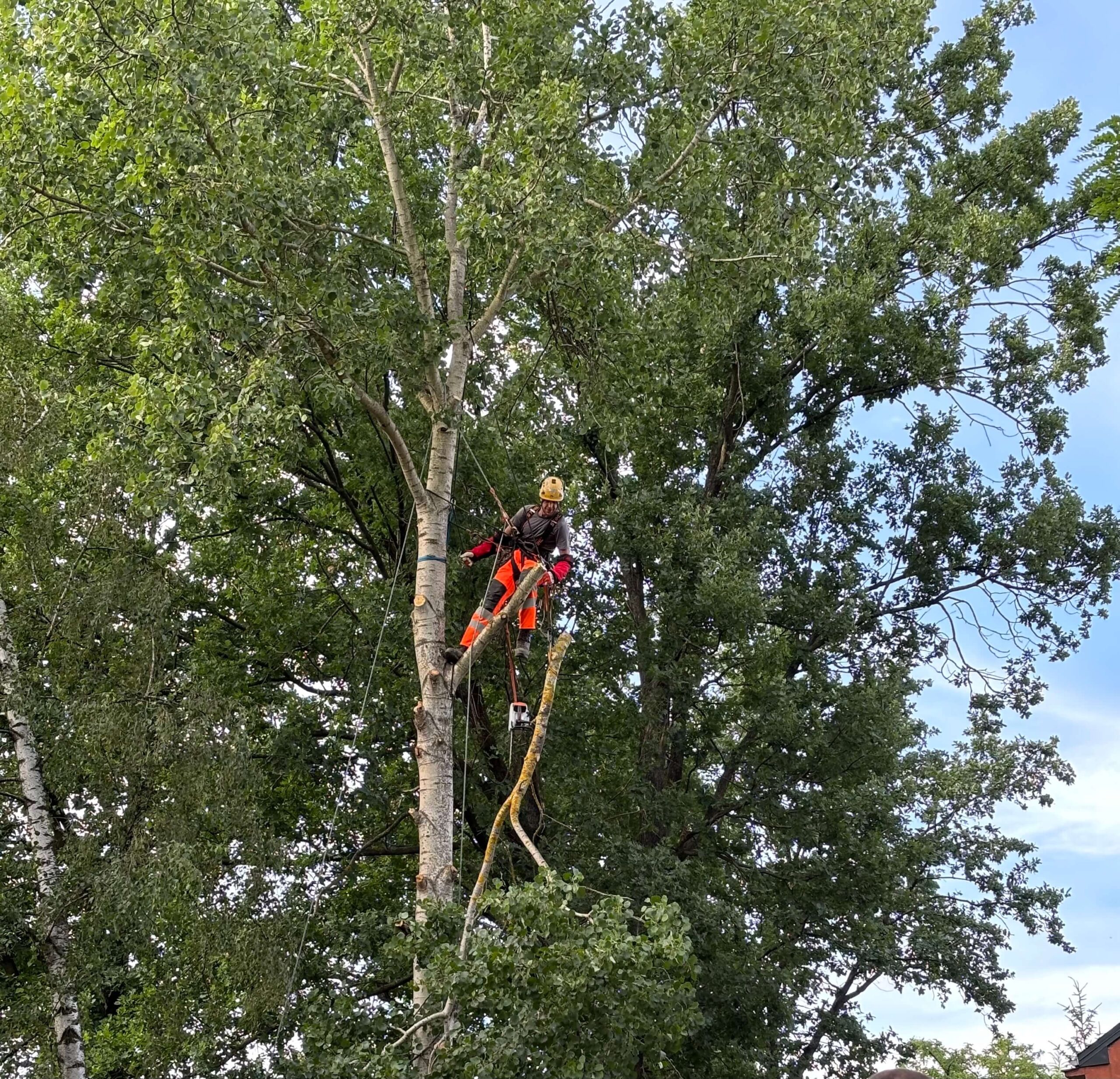 Pielęgnacja Drzewa, Arborysta